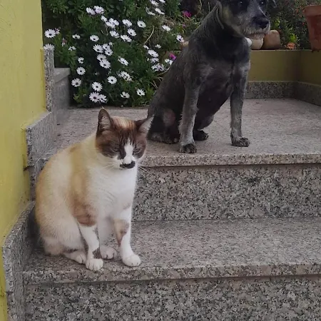 Apartment Corazon Do Val Da Lourina-area Vigo Pontevedra